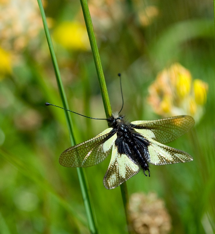 Ascalaphe 7754_wm.jpg - Ascalaphe commun (Grisons, Suisse, juin 2008)